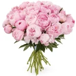 Пионы нежно розовые